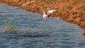 Common tern, Sterna hirundo, single bird in flight Royalty Free Stock Photo