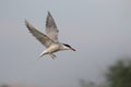 Common tern, Sterna hirundo Royalty Free Stock Photo