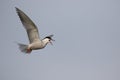 Common tern, Sterna hirundo Royalty Free Stock Photo