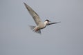 Common tern, Sterna hirundo Royalty Free Stock Photo