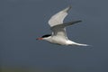 Common tern, Sterna hirundo Royalty Free Stock Photo