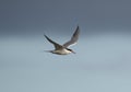 Common tern, Sterna hirundo Royalty Free Stock Photo