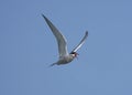 Common tern, Sterna hirundo Royalty Free Stock Photo