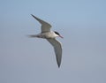 Common tern, Sterna hirundo Royalty Free Stock Photo