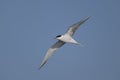 Common tern, Sterna hirundo Royalty Free Stock Photo