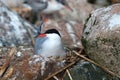 Common tern (Sterna hirundo) is sitting on the nest