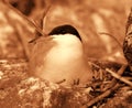 Common tern (Sterna hirundo) is sitting on the nest