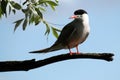Common tern or Sterna hirundo sitting on tree branch Royalty Free Stock Photo