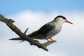 Common tern or Sterna hirundo sitting on tree branch Royalty Free Stock Photo