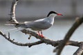 Common tern or Sterna hirundo sitting on tree branch Royalty Free Stock Photo