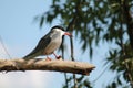 Common tern or Sterna hirundo sitting on tree branch Royalty Free Stock Photo
