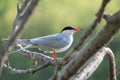 Common tern or Sterna hirundo sitting on tree branch Royalty Free Stock Photo
