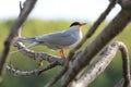 Common tern or Sterna hirundo sitting on tree branch Royalty Free Stock Photo