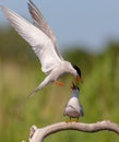 Common Tern  - Sterna hirundo - two adult bird Royalty Free Stock Photo