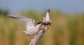 Common Tern  - Sterna hirundo - two adult birds Royalty Free Stock Photo