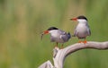 Common Tern  - Sterna hirundo - two adult birds Royalty Free Stock Photo