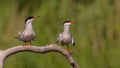 Common Tern - Sterna hirundo - two adult birds Royalty Free Stock Photo