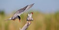 Common Tern  - Sterna hirundo - two adult birds Royalty Free Stock Photo