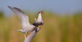 Common Tern  - Sterna hirundo - two adult birds Royalty Free Stock Photo