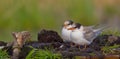 Common Tern - Sterna hirundo - two young birds Royalty Free Stock Photo