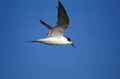 STERNE PIERREGARIN sterna hirundo Royalty Free Stock Photo