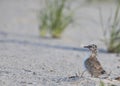 Common Tern (Sterna Hirundo) young bird