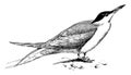 Common Tern, vintage illustration