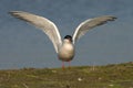 Common Tern, Visdief, Sterna hirundo