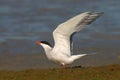 Common Tern, Visdief, Sterna hirundo