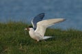 Common Tern, Visdief, Sterna hirundo