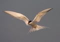 Common Tern, Visdief, Sterna hirundo Royalty Free Stock Photo