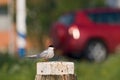 Common Tern, Visdief, Sterna hirundo Royalty Free Stock Photo