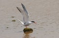 Common Tern, Visdief, Sterna hirundo Royalty Free Stock Photo