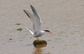 Common Tern, Visdief, Sterna hirundo