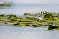 Common tern and water lilies Royalty Free Stock Photo