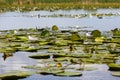 Common tern and water lilies Royalty Free Stock Photo