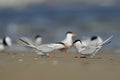 Common terns are dancing with fish