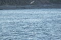 Common Terns Diving for Food over the Blue Ocean