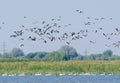 Common Terns in flight