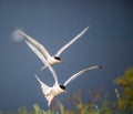 Common terns in flight. Sky background. Front view. Scientific name: Sterna hirundo. Ladoga lake. Russia