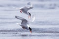 Common terns getting ready to break the surface of a lake