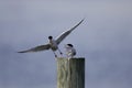 Common Terns (Sterna hirundo hirundo)