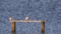 Common Terns on Wooden Support