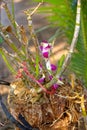 Common Thai purple orchid flower