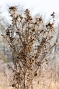 The Common Thistle (Cirsium vulgare) in winter, shown in close-up Royalty Free Stock Photo