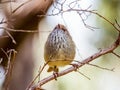 Brown Thornbill in New South Wales, Australia