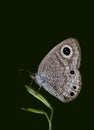 Common three-ring butterfly on the blur background