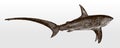 Common thresher, alopias vulpinus, a threatened shark, distributed worldwide in tropical seas in side view Royalty Free Stock Photo