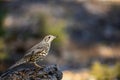 Common Thrush or Turdus viscivorus, perched on a rock. Royalty Free Stock Photo