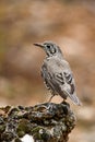 Common Thrush or Turdus viscivorus, perched on a rock. Royalty Free Stock Photo